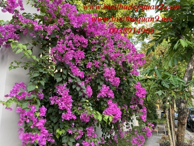 BIỆT THỰ KHU COMPOUND KIM SƠN THẢO ĐIỀN BIỆT THỰ KHU COMPOUND KIM SƠN THẢO ĐIỀN